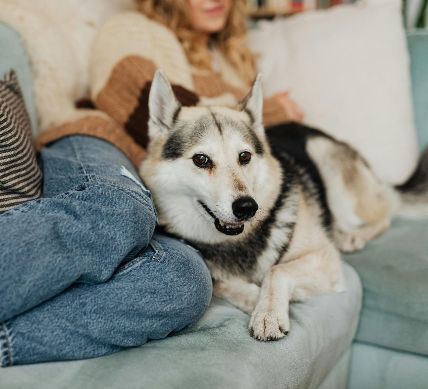 Four Footed Family